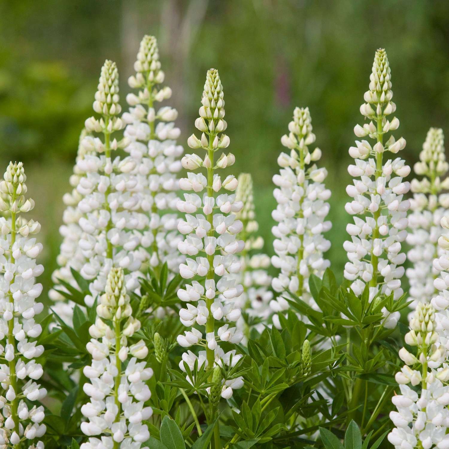Lupine ‘Noblemaiden’ (weiss)